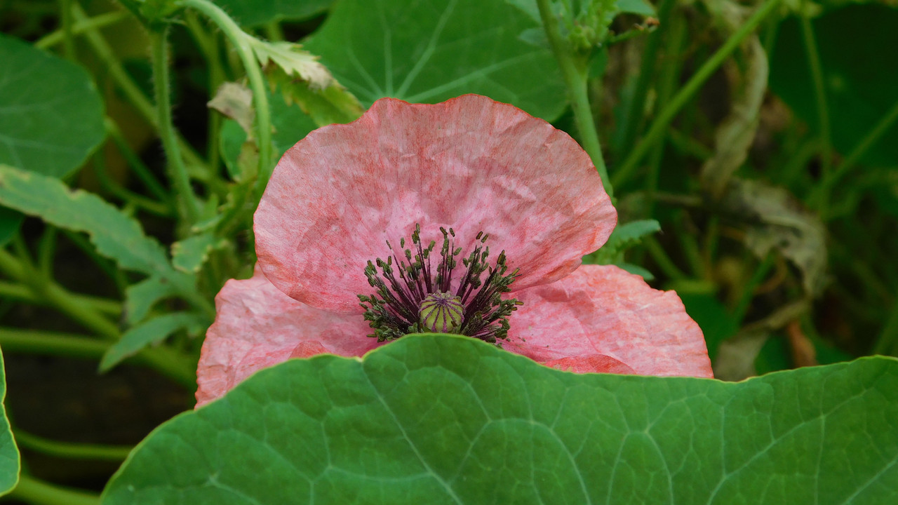 Август дачный кукольный 2023 070