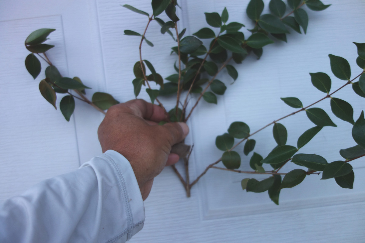 Spira-Surinam Scions (6-21-25)-pic12