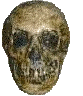 bigskull