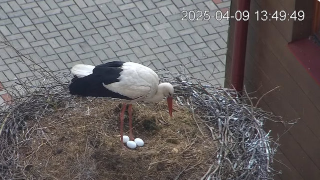 Przechwytywanie w trybie pełnoekranowym 09.04.2025 172851