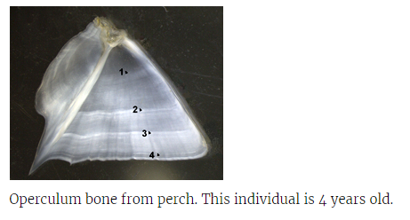 operculum