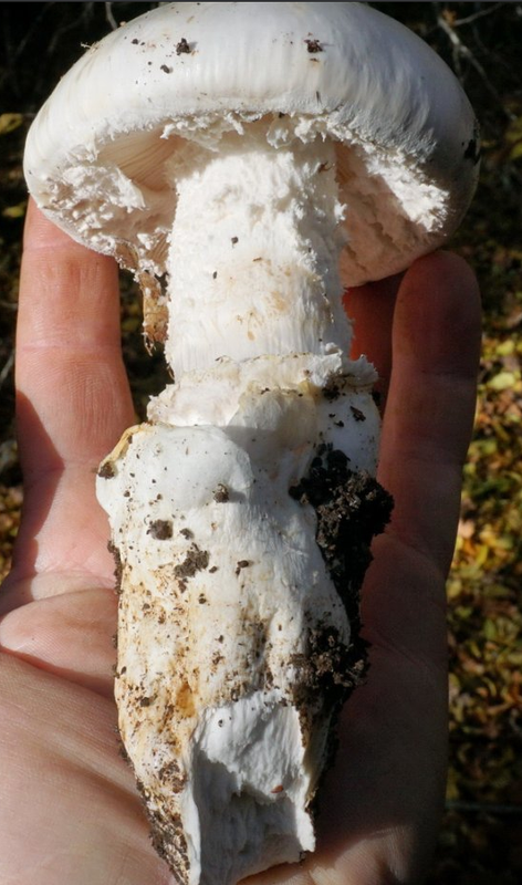 Мухомор яйц