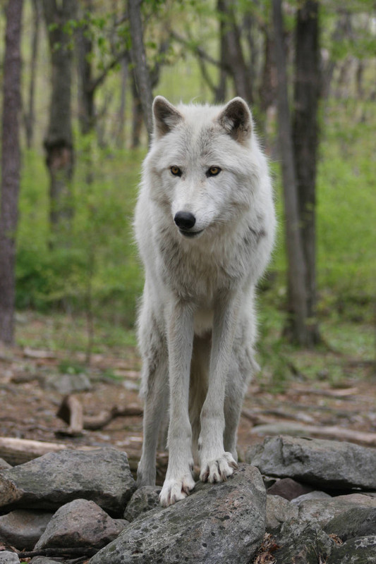 wolf-6-by-ma8201-d3fz6we-414w-2x.jpg