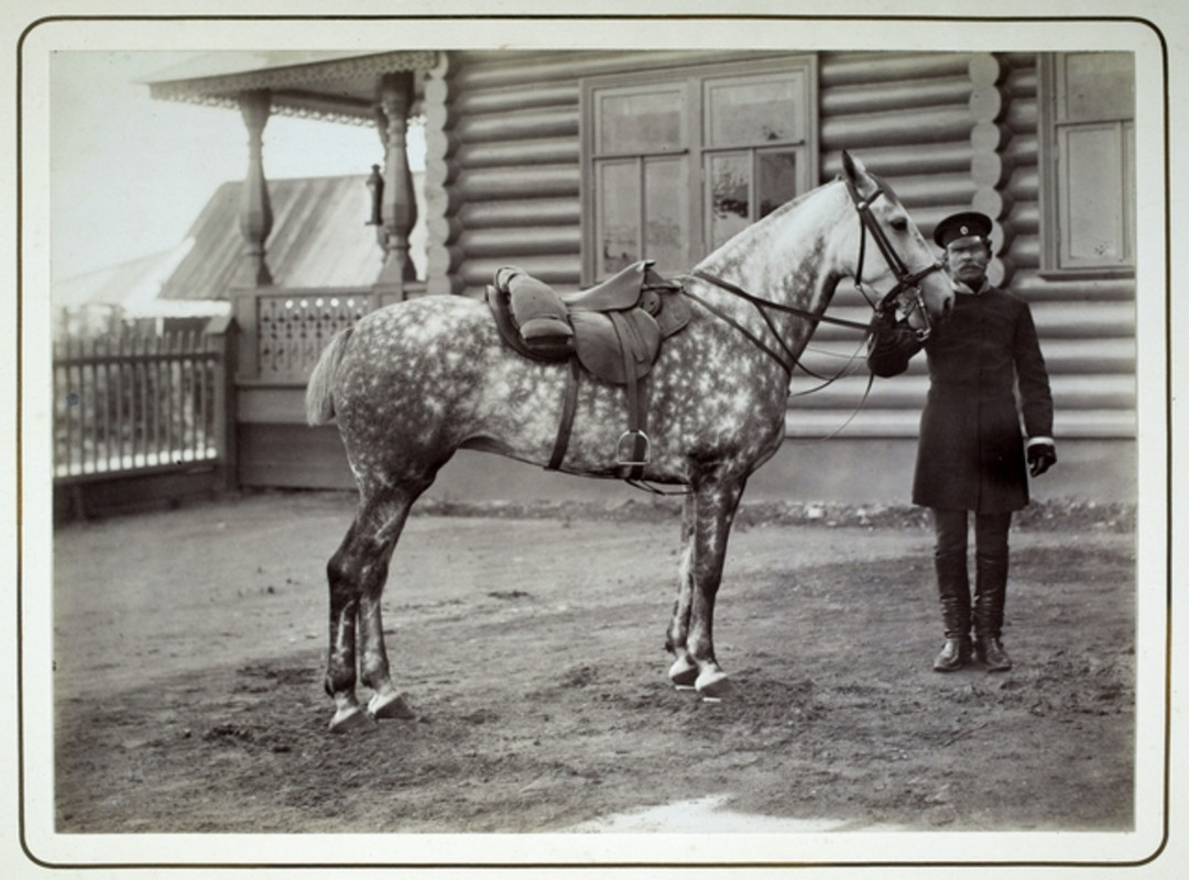 1890 Satuloitu ratsuhevonen sotilaspalvelijan pitelemänä hirsihuvilan pihalla 1-