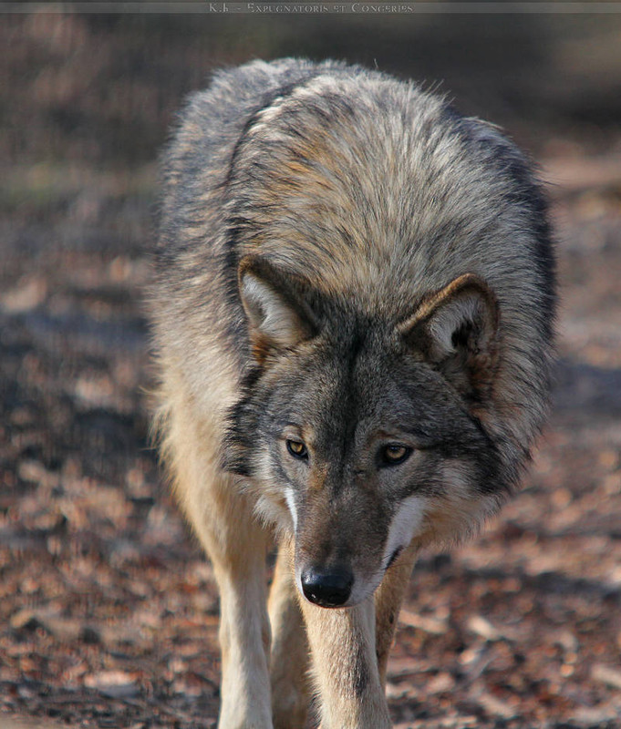 timberwolf-mix-2-by-khalliysgraphy-d3a4yto-414w-2x.jpg