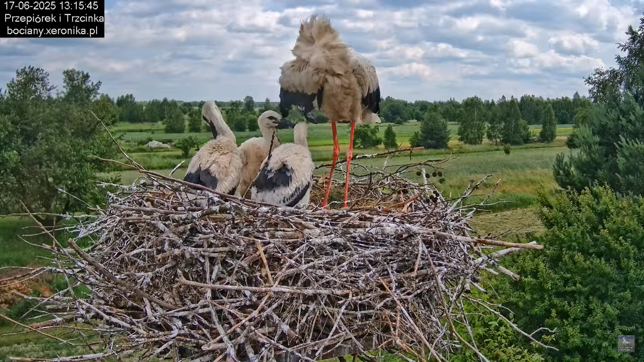 17062025bociany43
