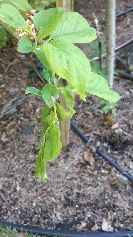 IMG-20180522-WA0022
