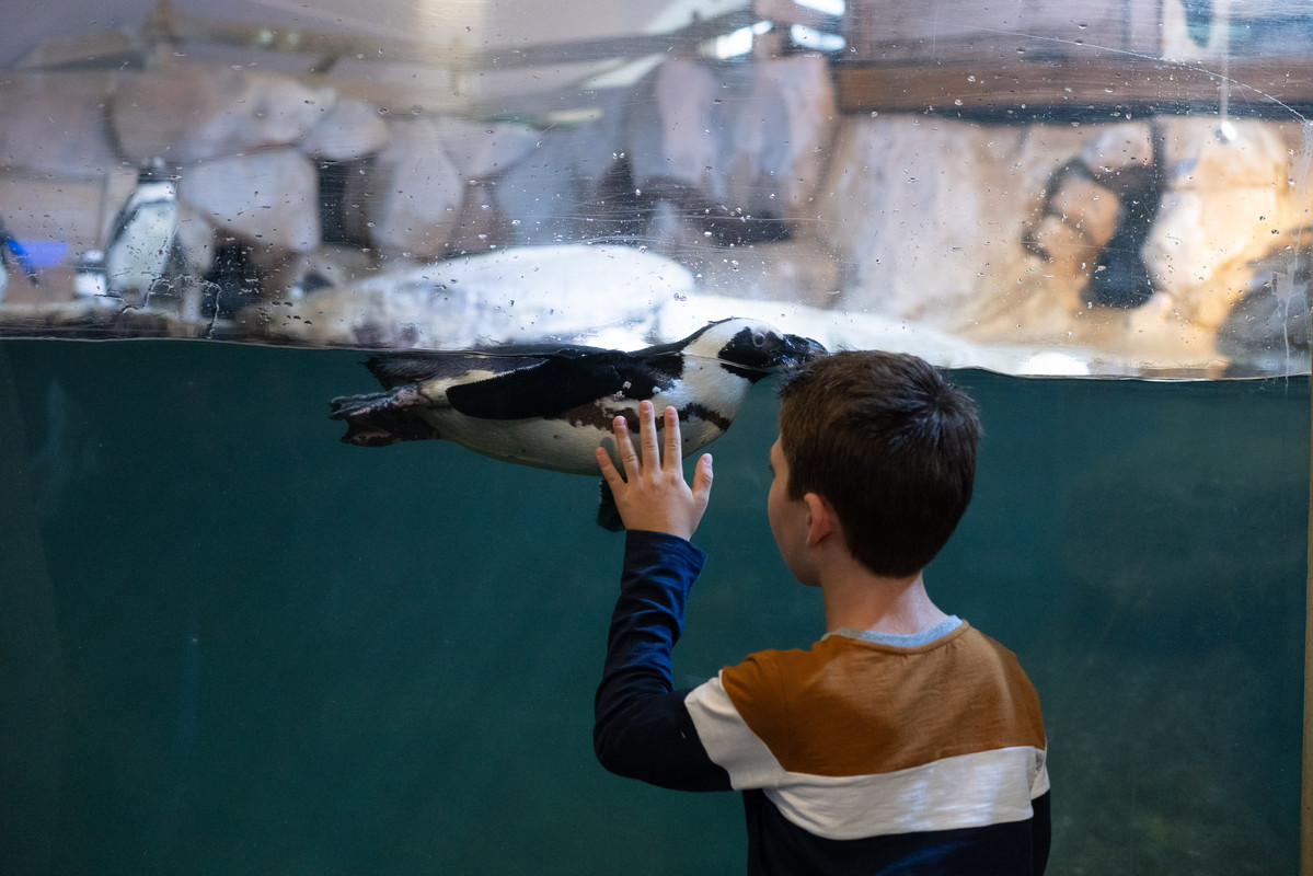 Espace manchots-H-Lamblin-Iconocom (13)