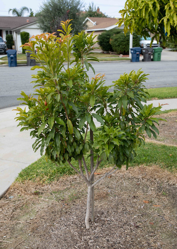 8U1A5542  Molix Sapodilla Tree with Green Growth (11-18-2020)