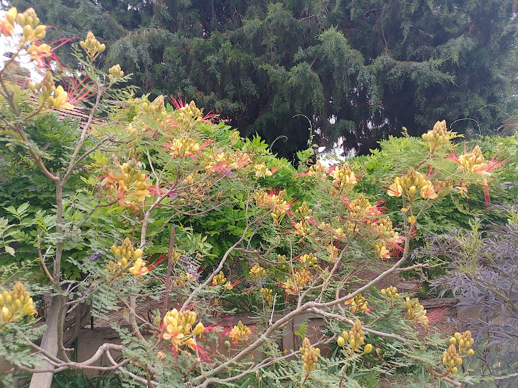 IMG_20250614_090541_HDR (1)