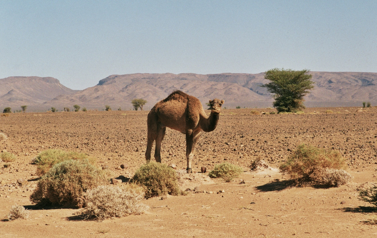 Introducción - Al Sur del Sur: entre el desierto y el océano (10)