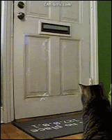 Amazing-Cat-GIF-Funny-and-clever-cat-gets-mail-everyday-GOTCHA-Mine.gif
