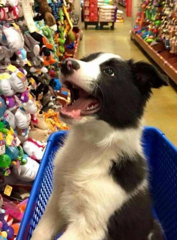 Anya in a shopping cart