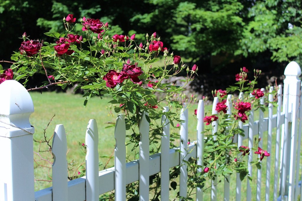 white-fence.jpg