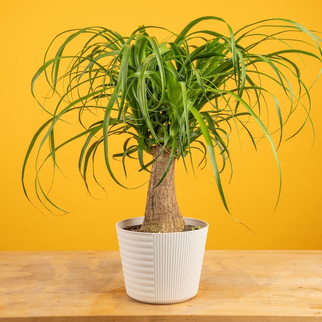 Massive 55% Discount on Indoor Palm Plants: Costa Farms Collection at Lowe’s Today