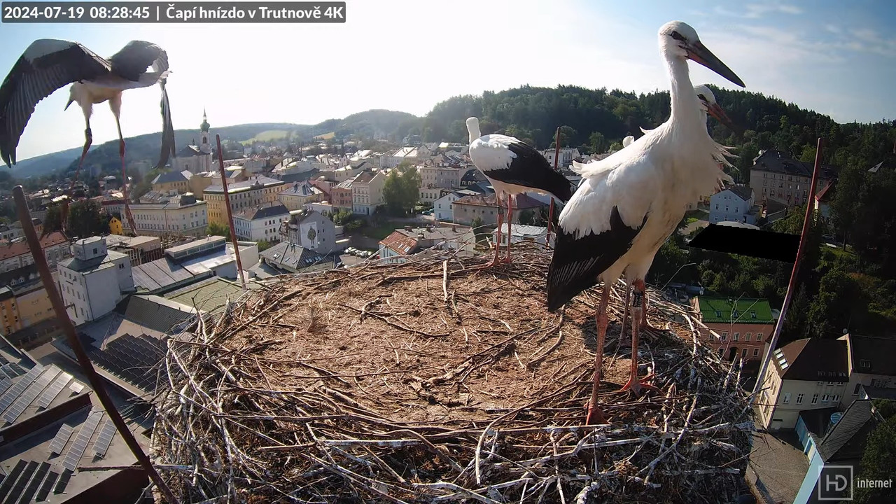 Tiešraidē no stārķa ligzdas uz alus darītavas skursteņa Trutnovā 10-17-22 screenshot