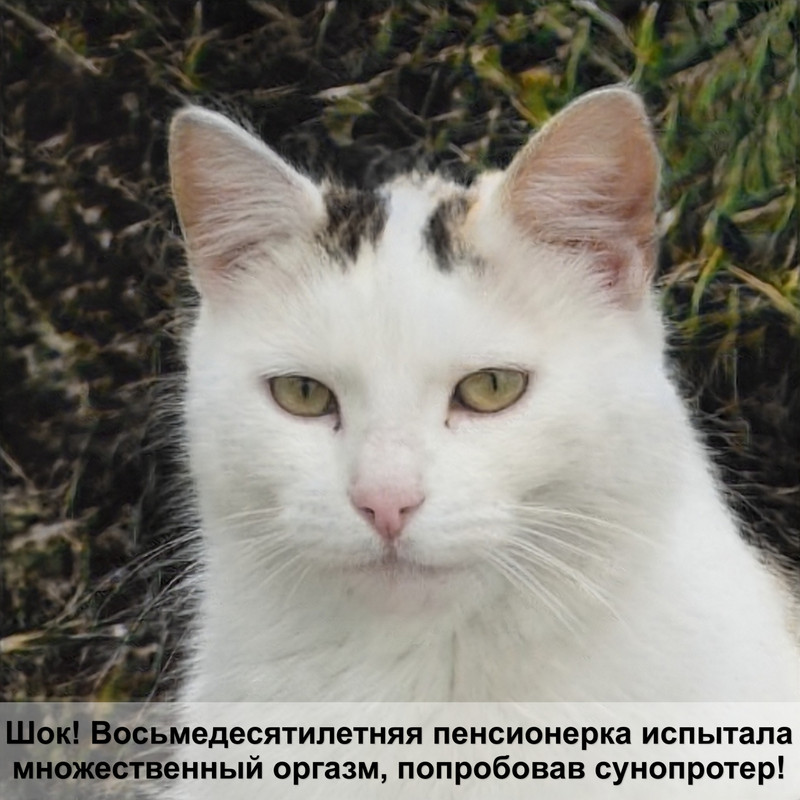 домик для кота своими руками из подручных средств