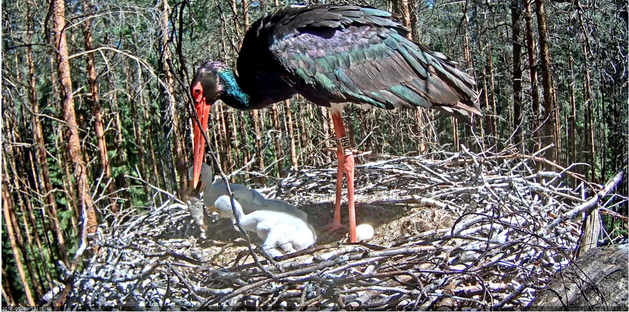 Képernyőkép – 2018-05-30 11-16-39