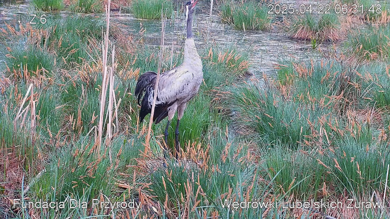 Tiešraides kamera ar dzērvju ligzdu netālu no Poleski PN. Tiešraides kamera, kas ligzdo parasto dzēr