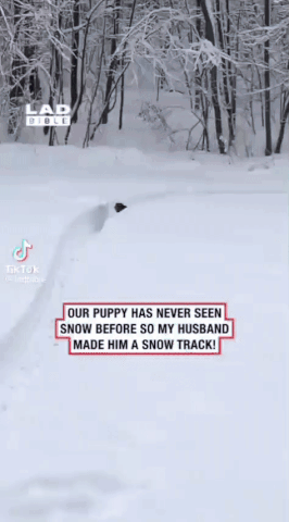 Dog-run-in-snow-track