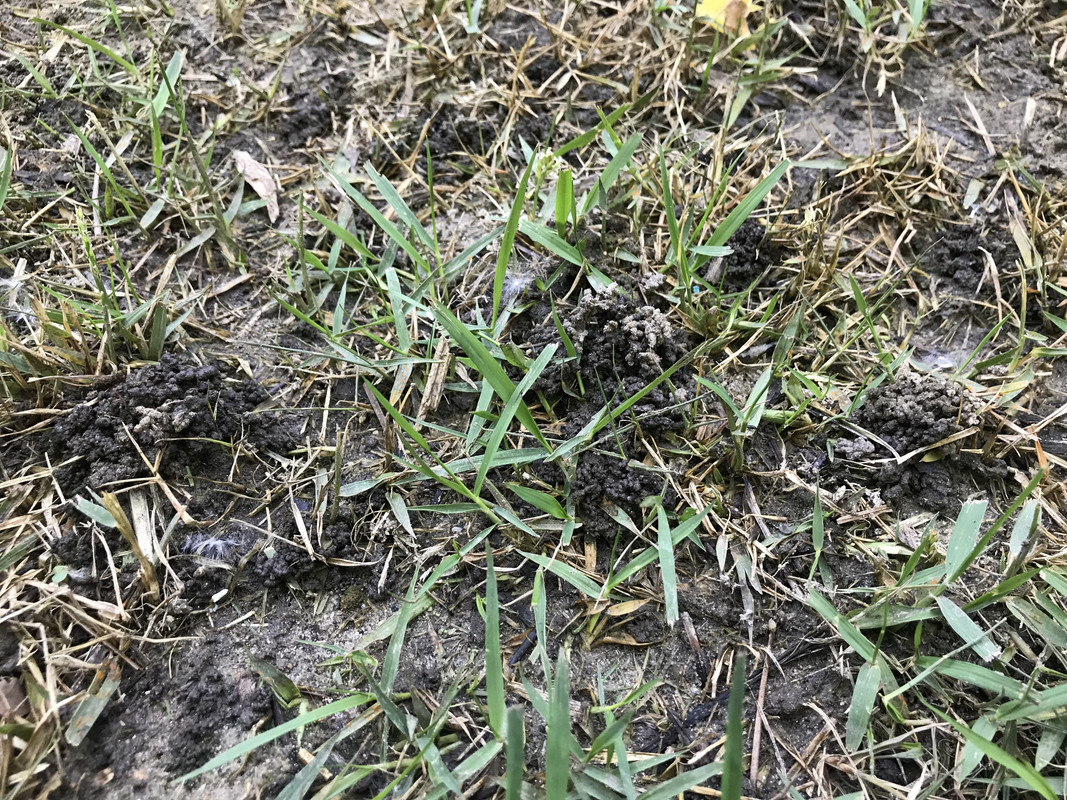Please help! Brown dying spots in my zoysia (Photos included) | Lawn ...