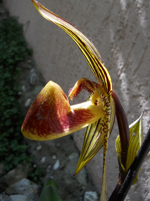 DSCN6524