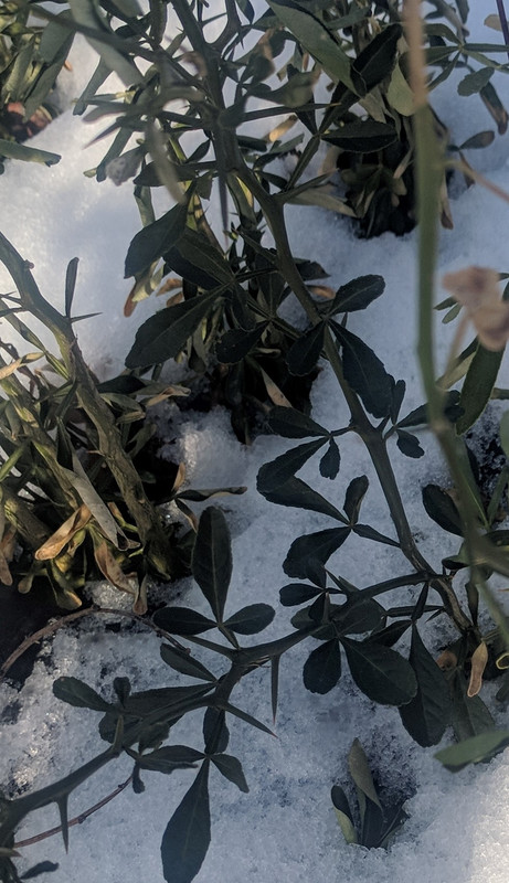 IMG_20190203_145004(1)