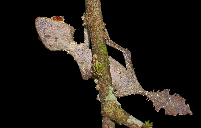 Tokek setan ekor daun adalah makhluk yang ditemukan di Madagaskar.