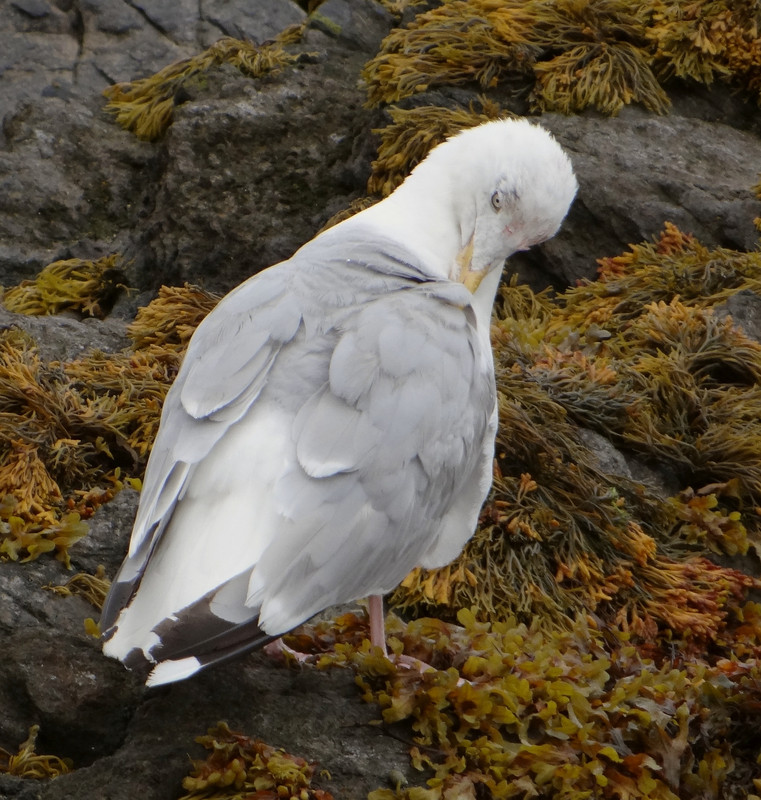 HERRING GULL 44 060924