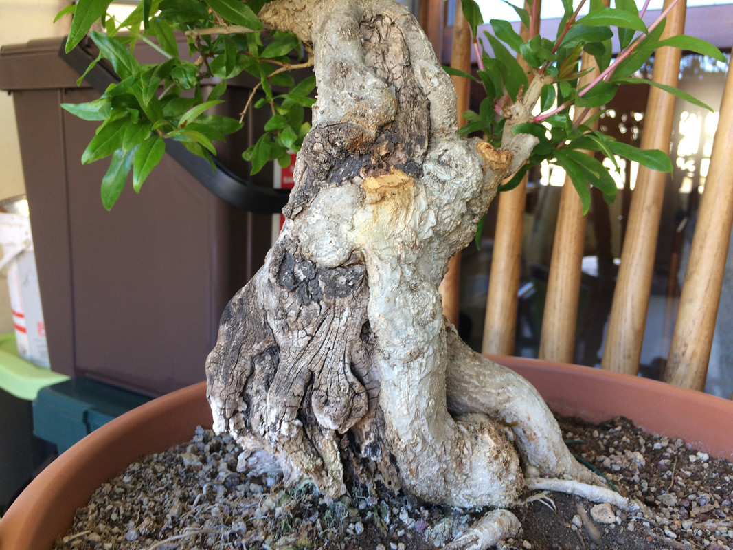 Lavorazione secco e Boschetto Cipressi - Hiryū-en (ex Master Bonsai) Forum