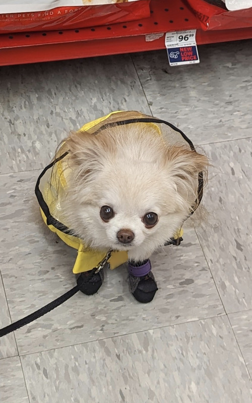 dogadventurerf0795e49f68e4e850a689088428efd16-d6ddc616-1280.jpg