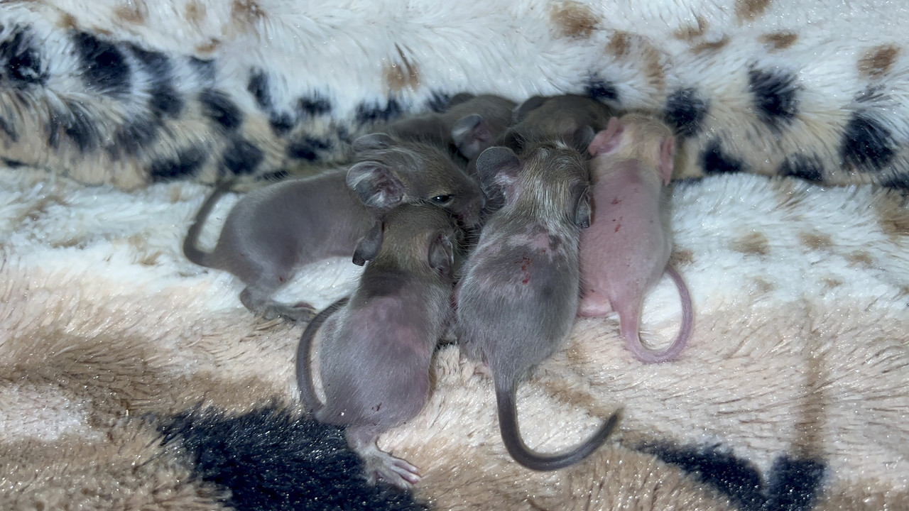 1BD2B2F8-AFC7-4CA2-ACA4-4FACDD864545