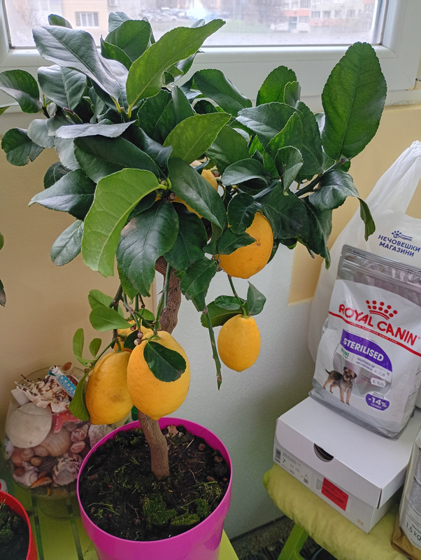 IMG 20260225 083752249 MFNR HDR