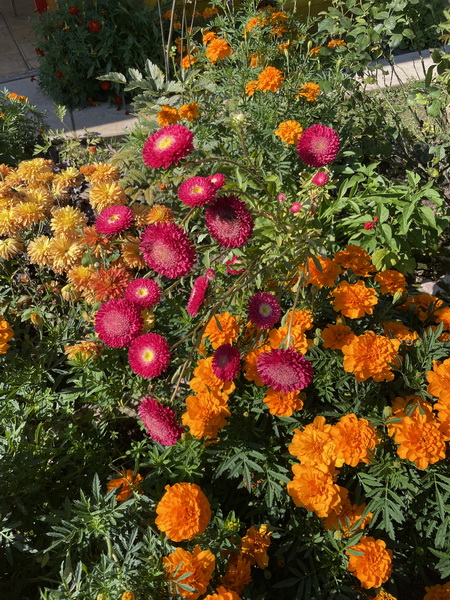 https://i.postimg.cc/jSfPJq1y/IMG-5744.jpg