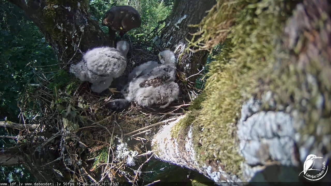 Melnās klijas (Milvus migrans) Kurzemē_ peļu klijāni (Buteo buteo) 14-24-37 screenshot