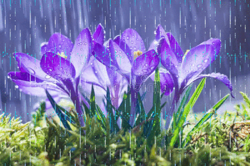 resized-Spring-rain