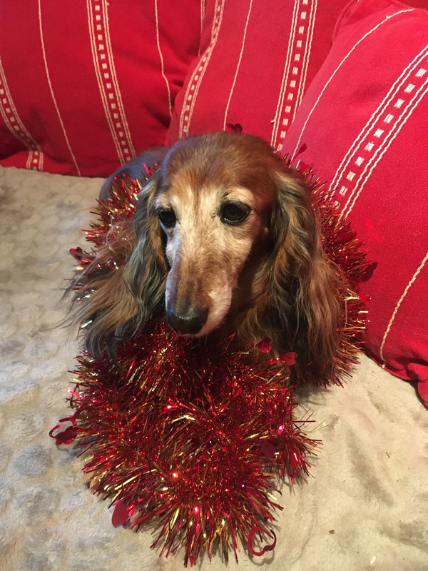 [Image: CFC4011-E-7-F4-A-423-C-9-B72-6-A8-FF394-AE7-A.jpg]