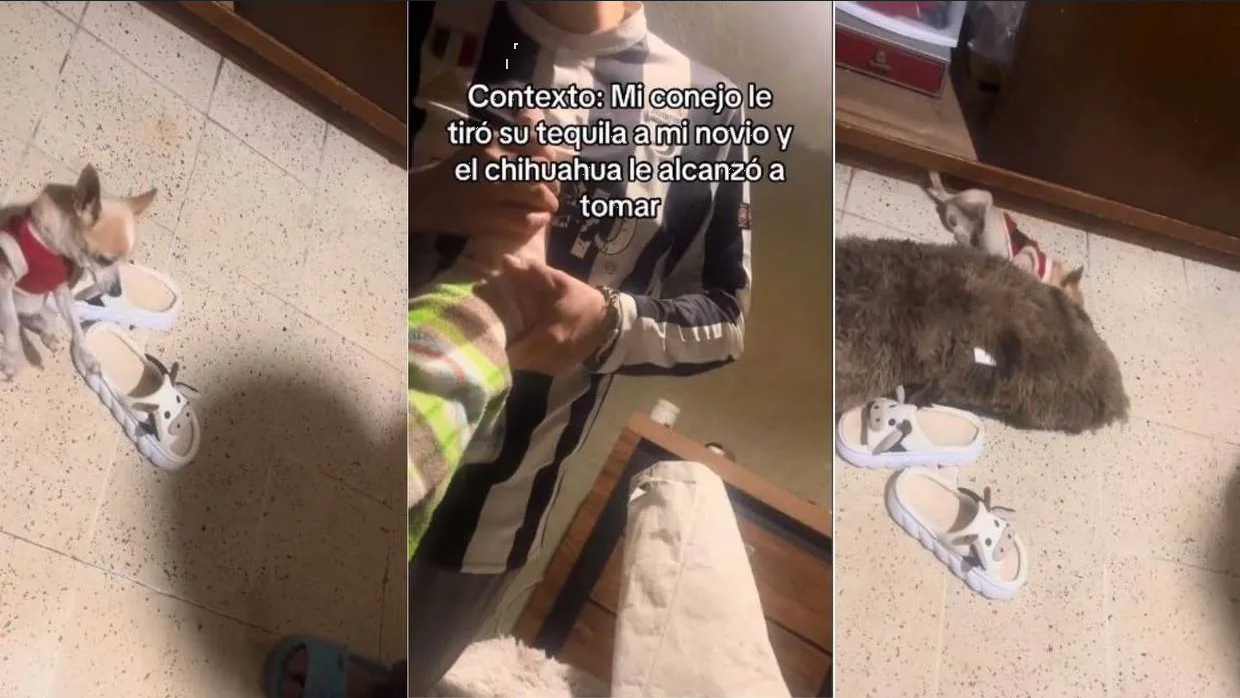 Perrita chihuahua 'se emborracha' con tequila y causa indignación (VIDEO)