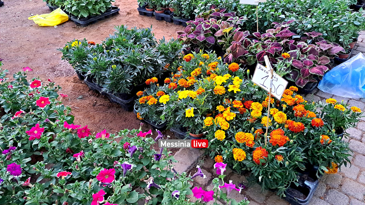 ΑΝΘΟΚΟΜΙΚΗ 20230524_202901