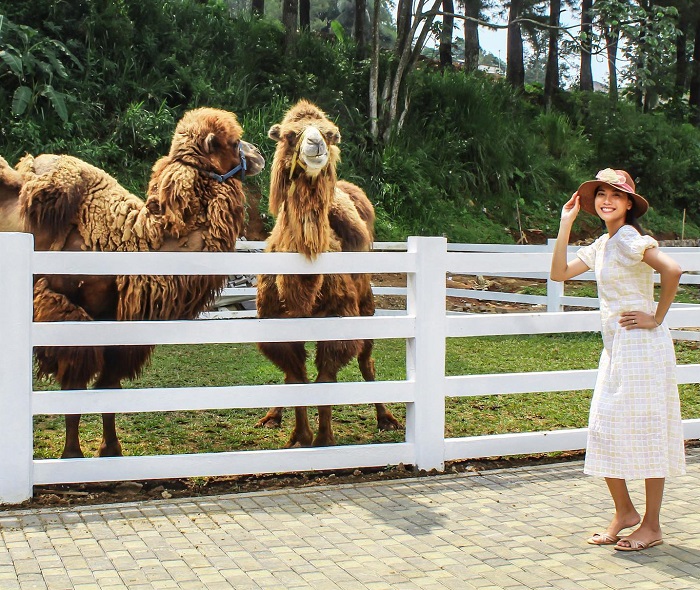 Camel Feeding