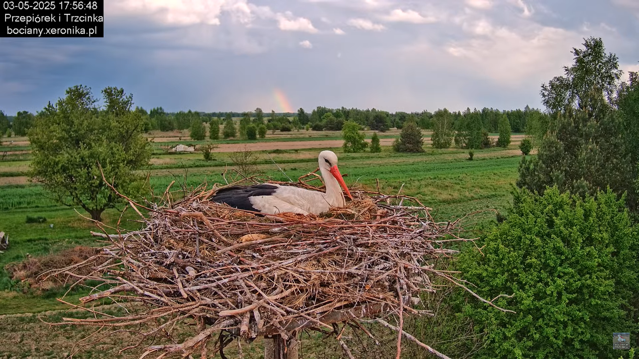03052025bociany23