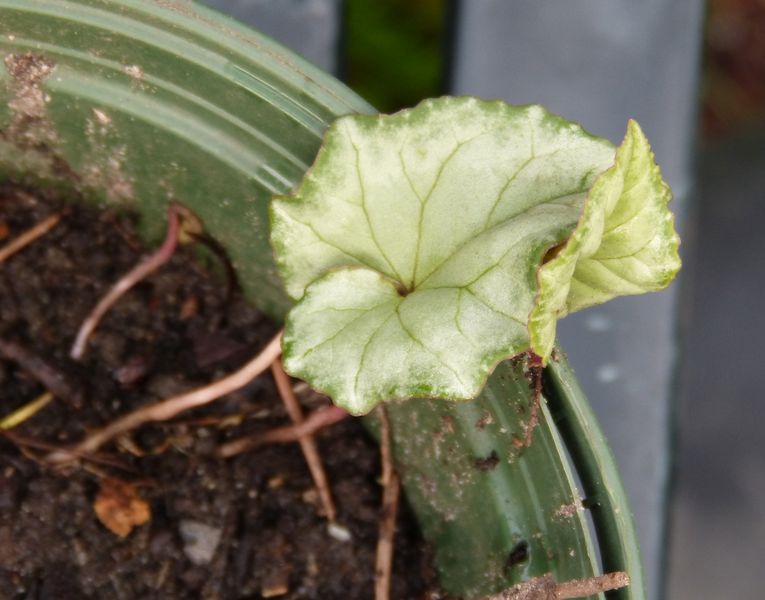 2014-09-20 Cyclamen Sämling 1