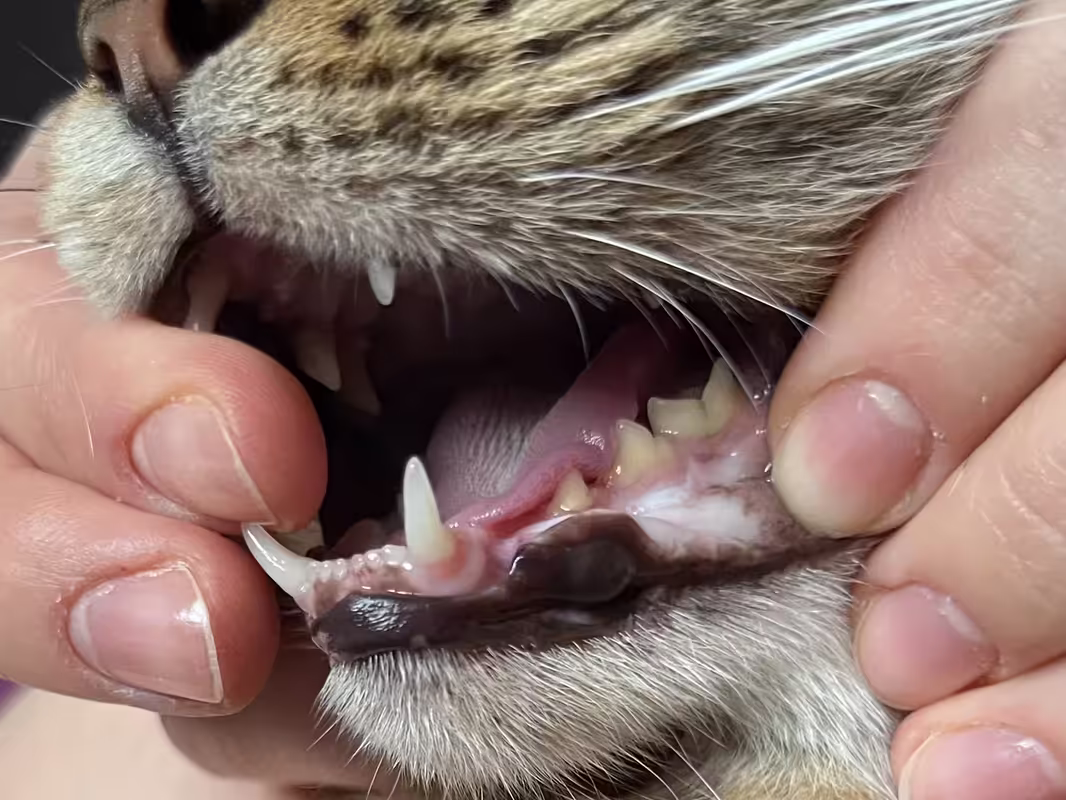 правая сторона (3)