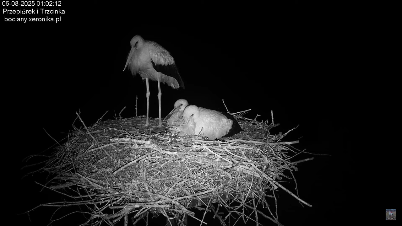 06082025bociany1