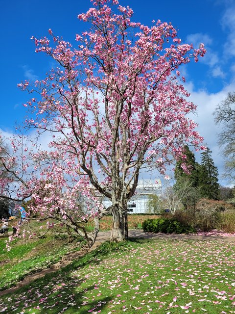 magnolia (2)