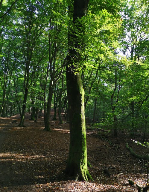 Afbeelding