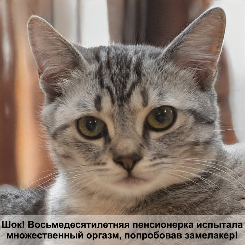 британская кошка окрасы описание