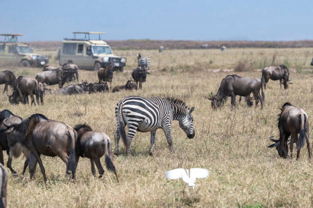 luxury safari Tanzania