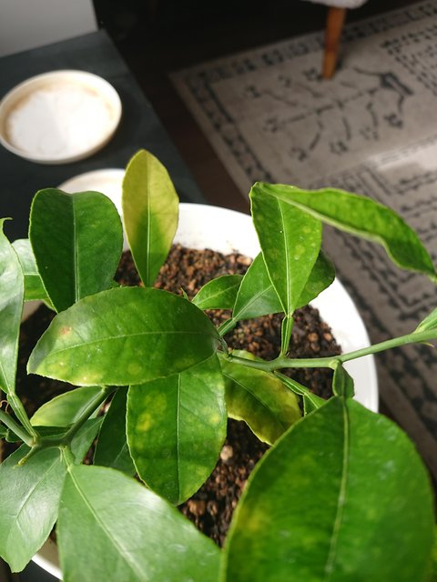 signal-2024-06-25-172735_003