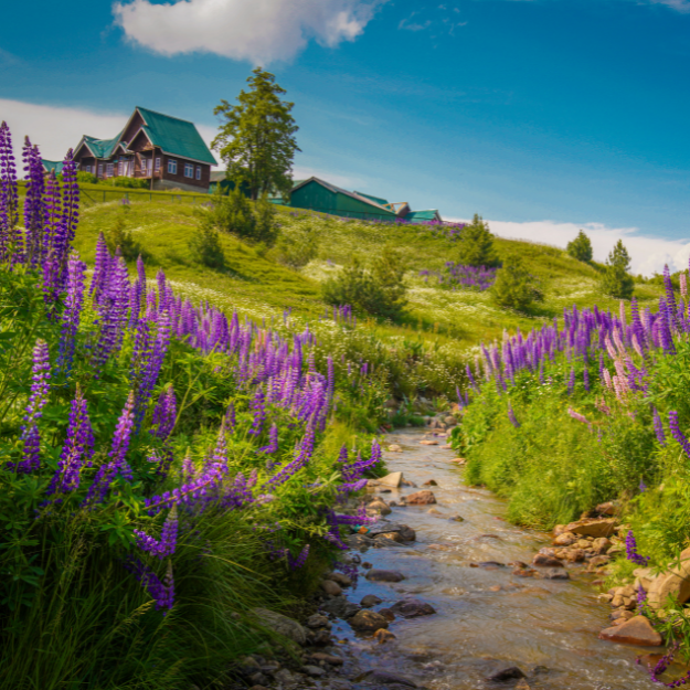 Gulmarg Woods